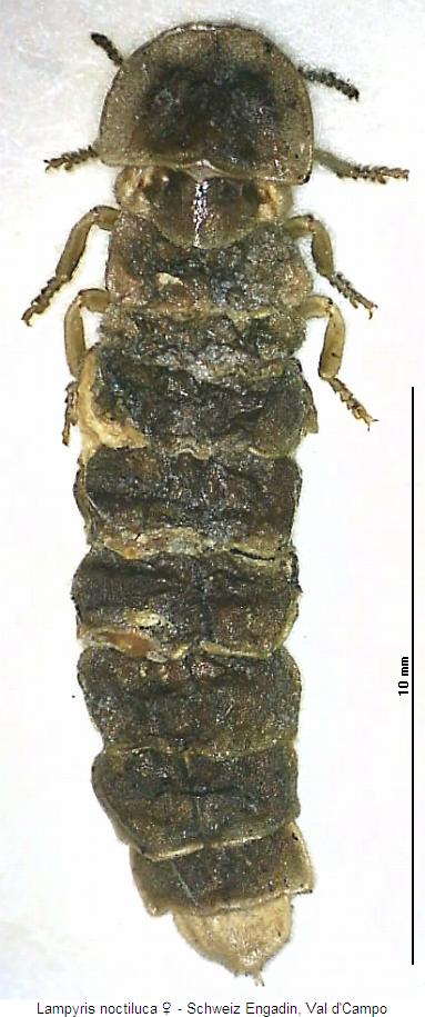 lampyris_sp_ch_w_hab.jpg