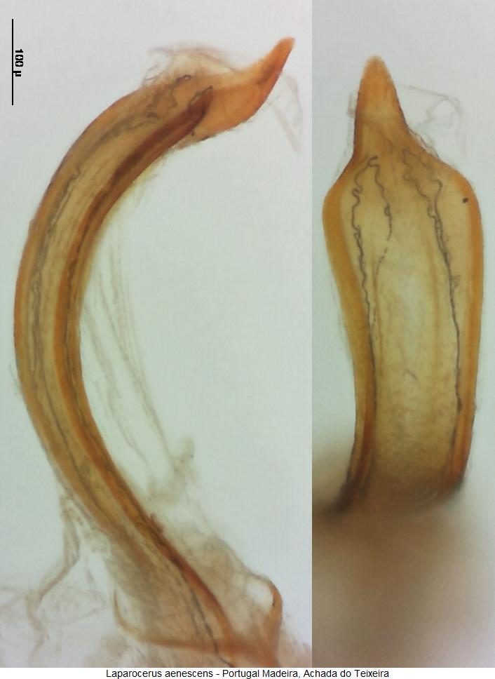 laparocerus_aenescens.jpg