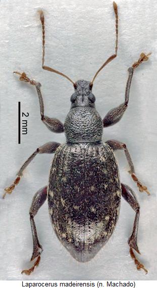laparocerus_madeirensis_hab.jpg