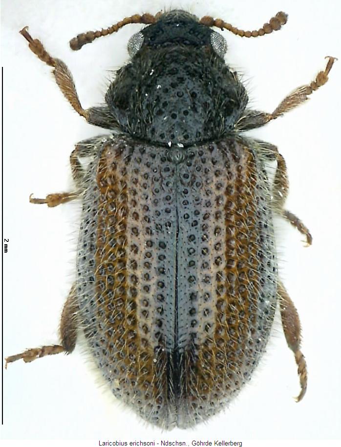 laricobius_erichsoni_hab.jpg