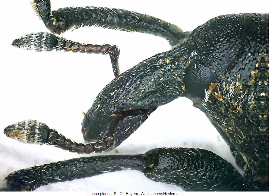 larinus_carlinae_k.jpg