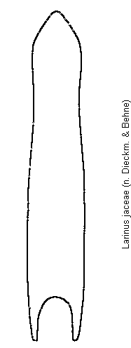 larinus_jaceae.gif