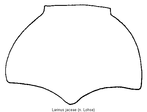 larinus_jaceae_hsch.gif