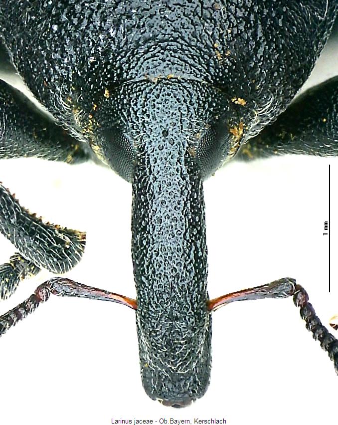 larinus_jaceae_k.jpg