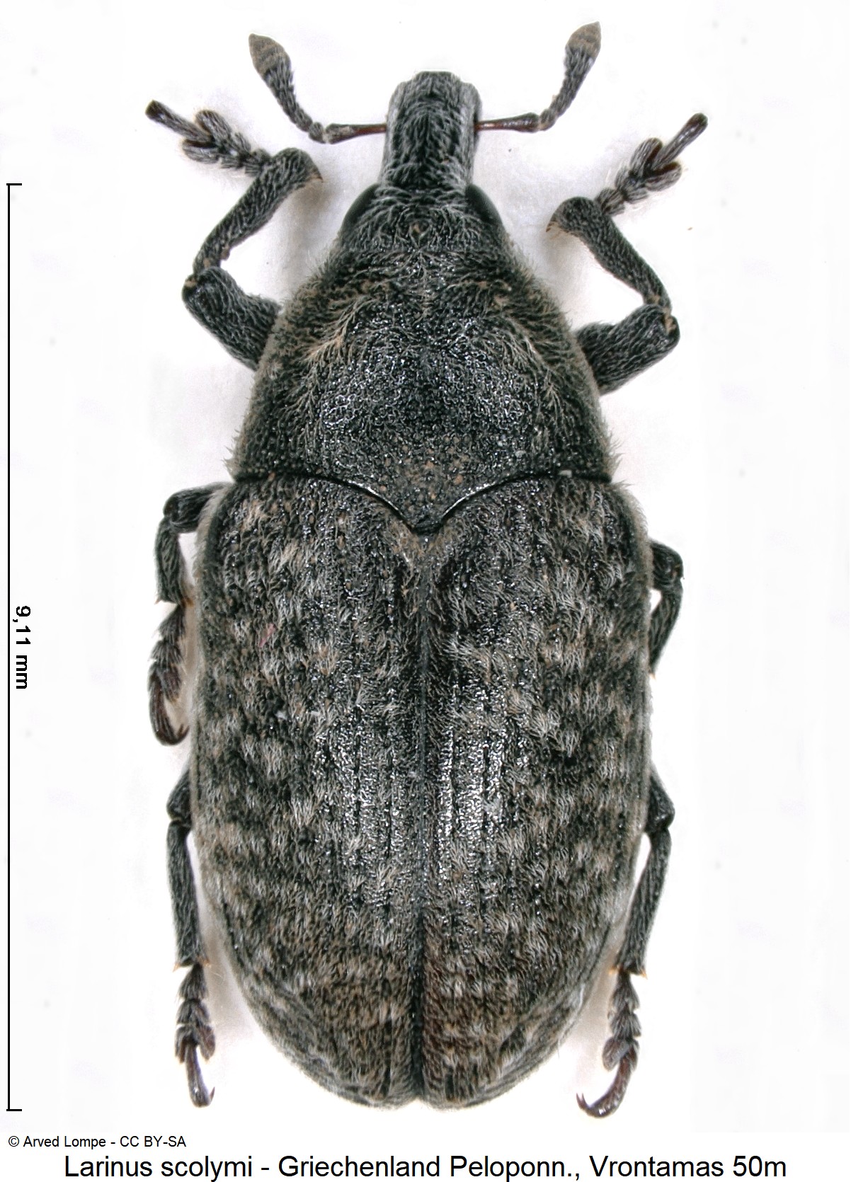 larinus_scolymi_ck32271066_hab.jpg