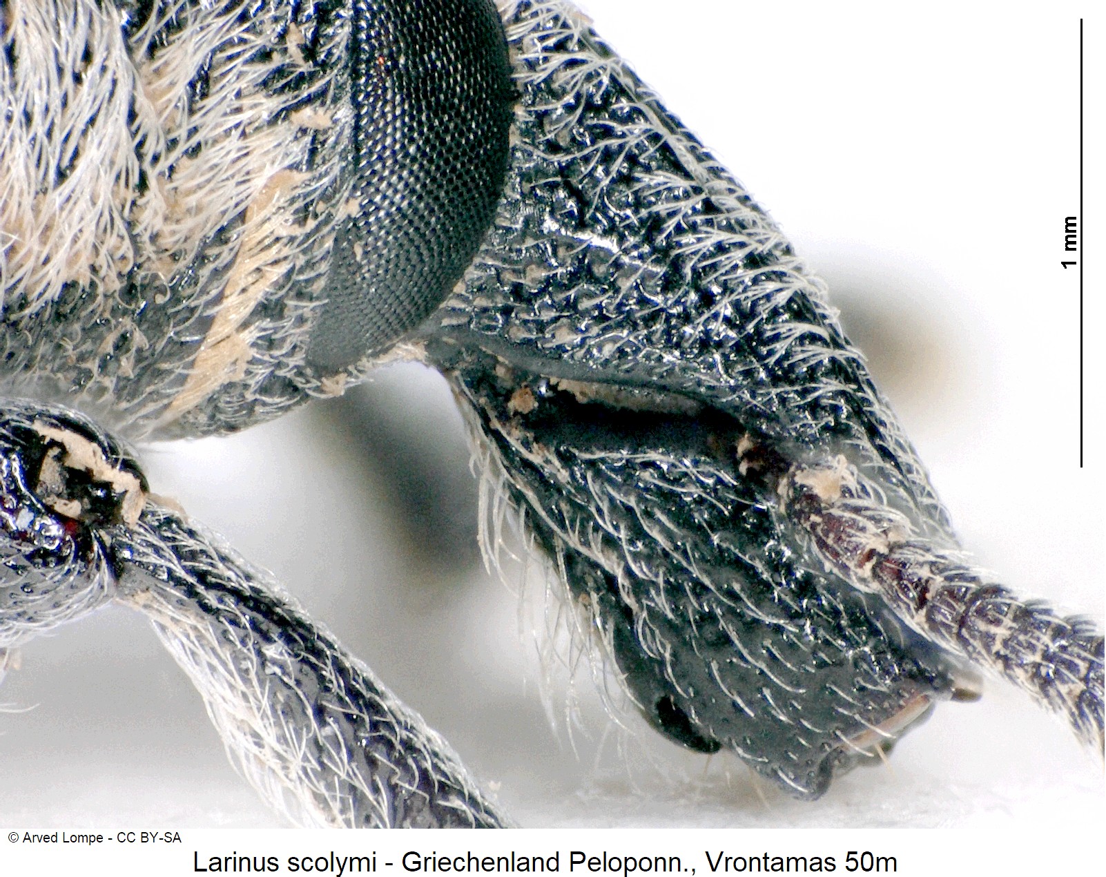 larinus_scolymi_ck32271066_k_sa.jpg