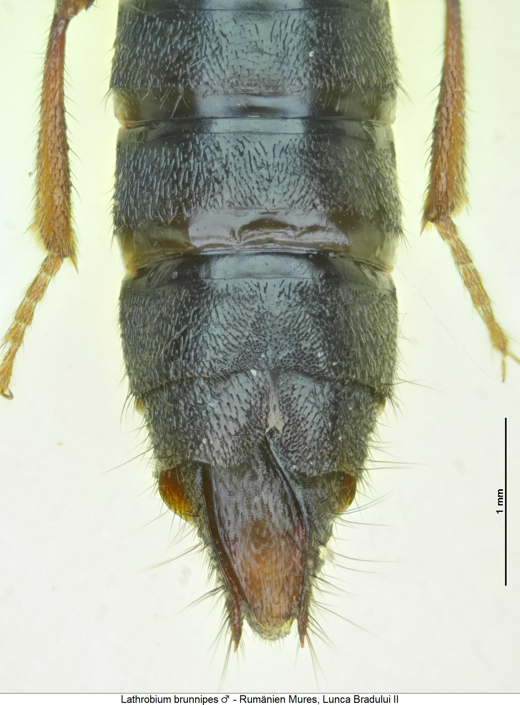 lathrobium_brunnipes_abd.jpg