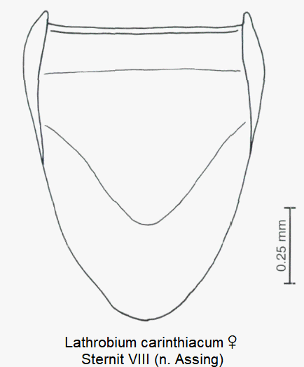 lathrobium_carinthiacum_w_ster8.gif