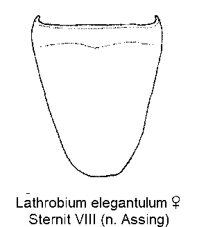 lathrobium_elegantulum_w_ster8.gif
