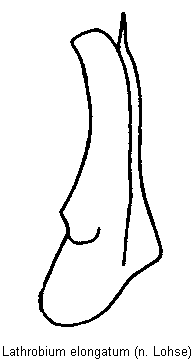 lathrobium_elongatum.gif