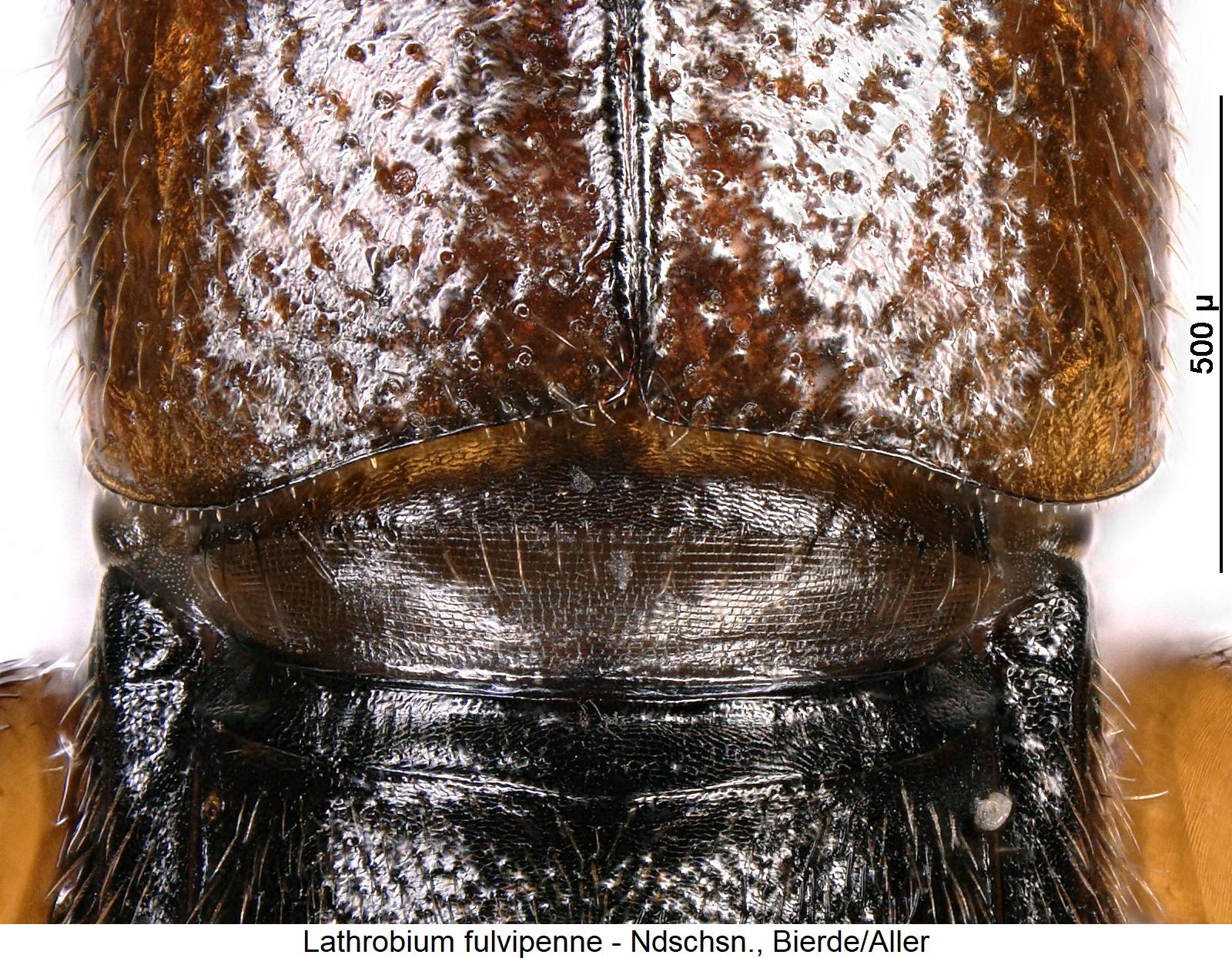 lathrobium_fulvipenne_fld.jpg