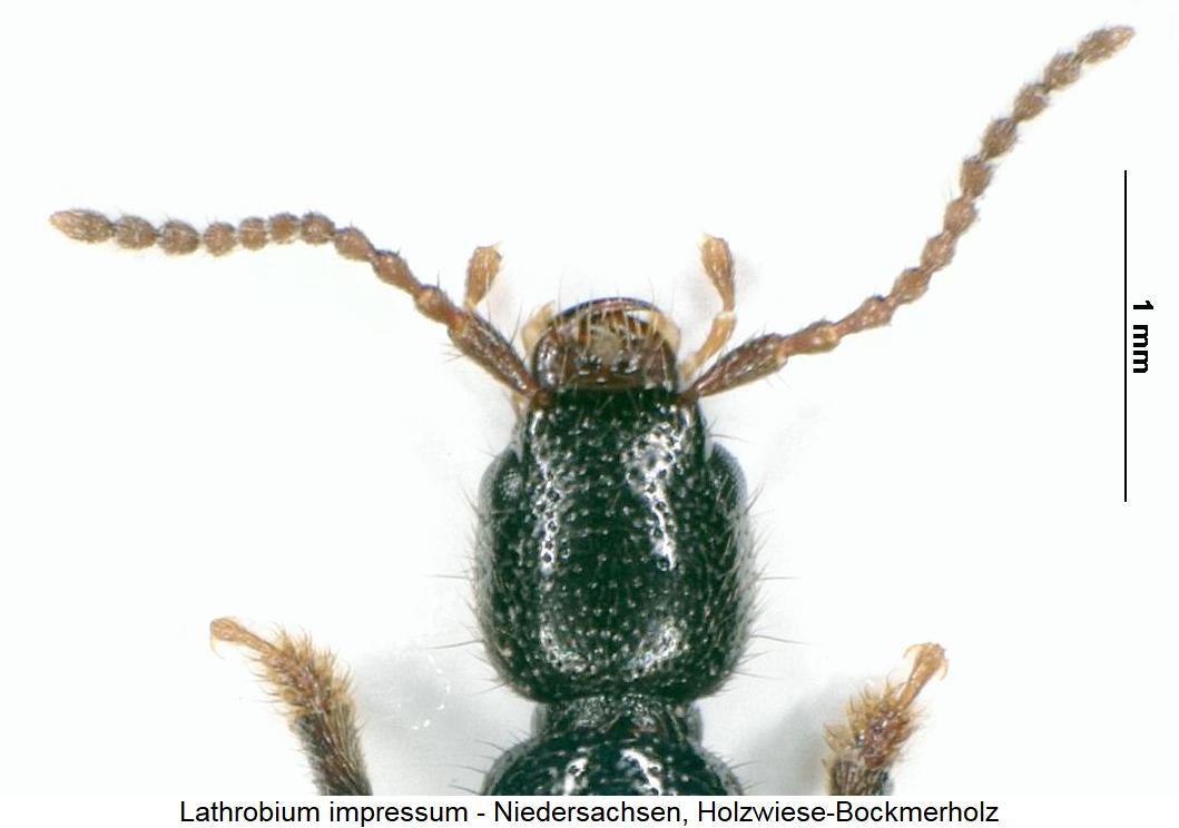 lathrobium_impressum_k.jpg