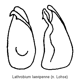 lathrobium_laevipenne.gif