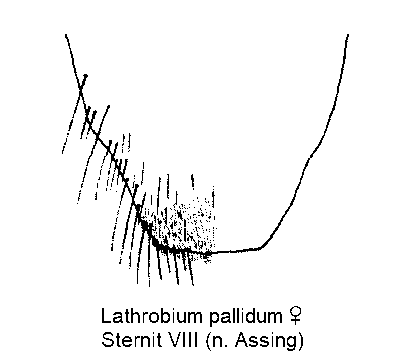 lathrobium_pallidum_w_ster8.gif