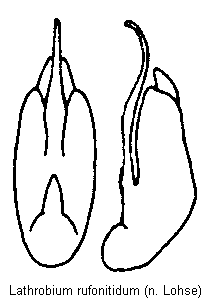 lathrobium_rufonitidum.gif