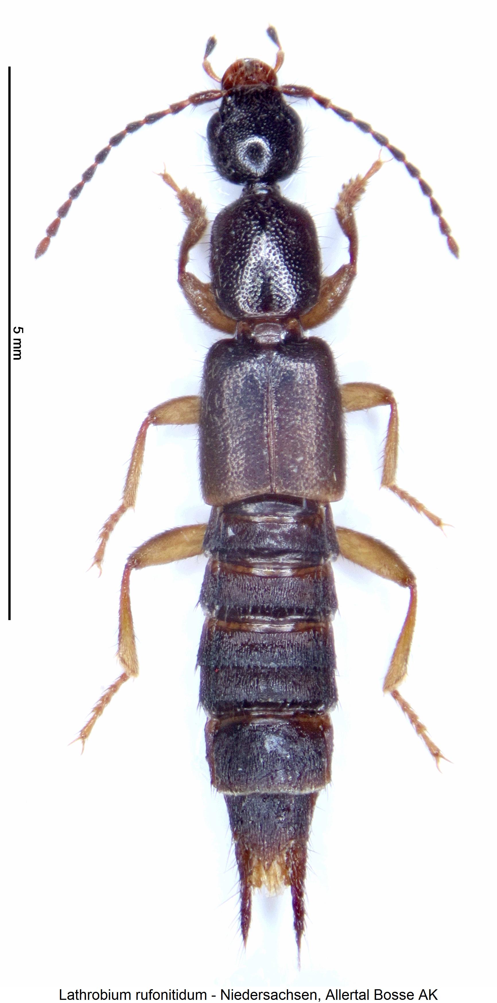 lathrobium_rufonitidum_hab.jpg