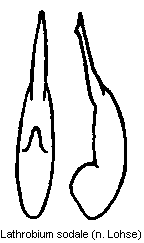 lathrobium_sodale.gif