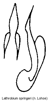 lathrobium_springeri.gif