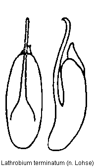 lathrobium_terminatum.gif
