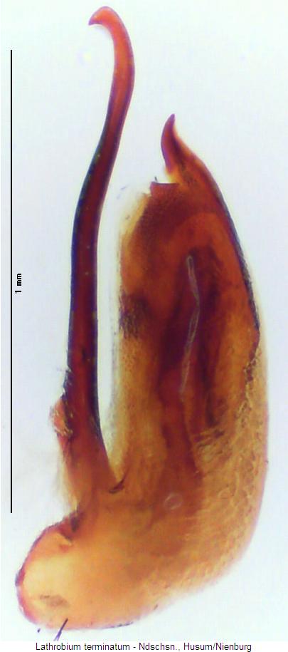 lathrobium_terminatum.jpg