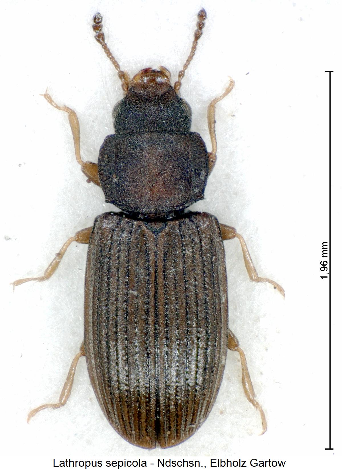 lathropus_sepicola_hab.jpg