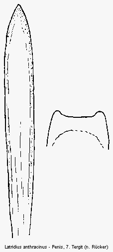 latridius_anthracinus.gif