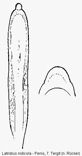 latridius_nidicola.gif