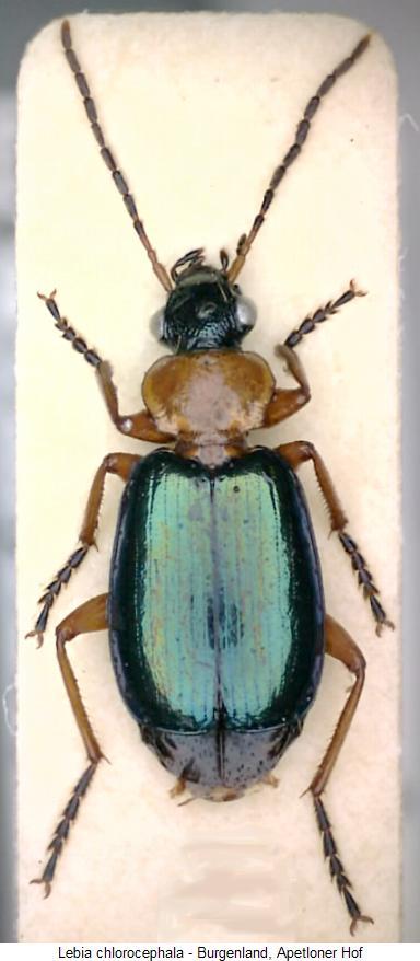 lebia_chlorocephala_hab.jpg