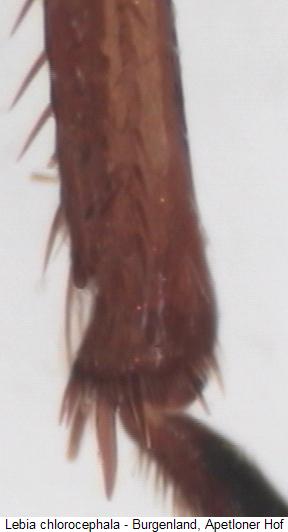 lebia_chlorocephala_mschn.jpg