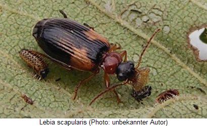 lebia_scapularis_hab.jpg