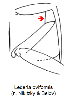 lederia_oviformis_hbr.gif