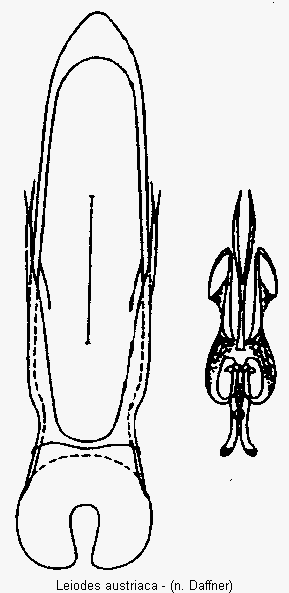 leiodes_austriaca.gif
