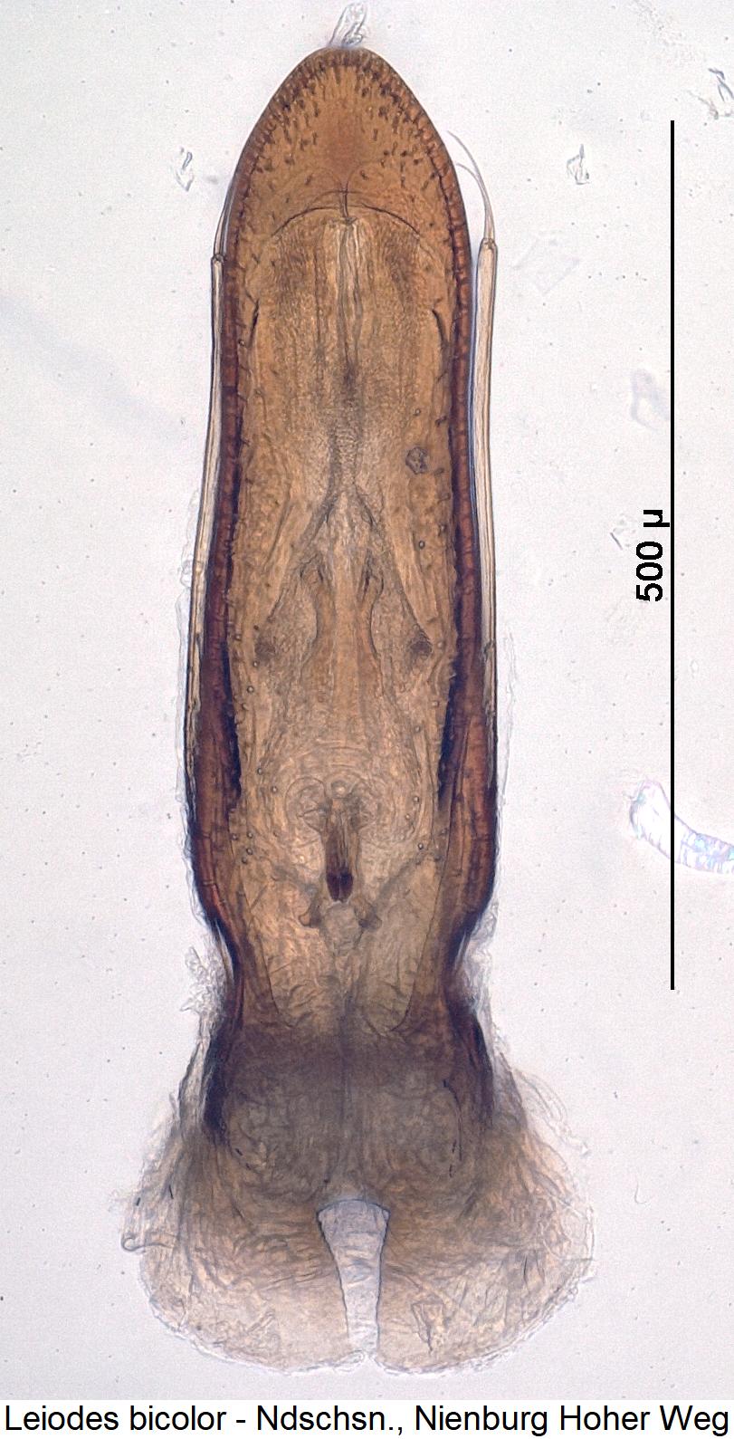 leiodes_bicolor5.jpg