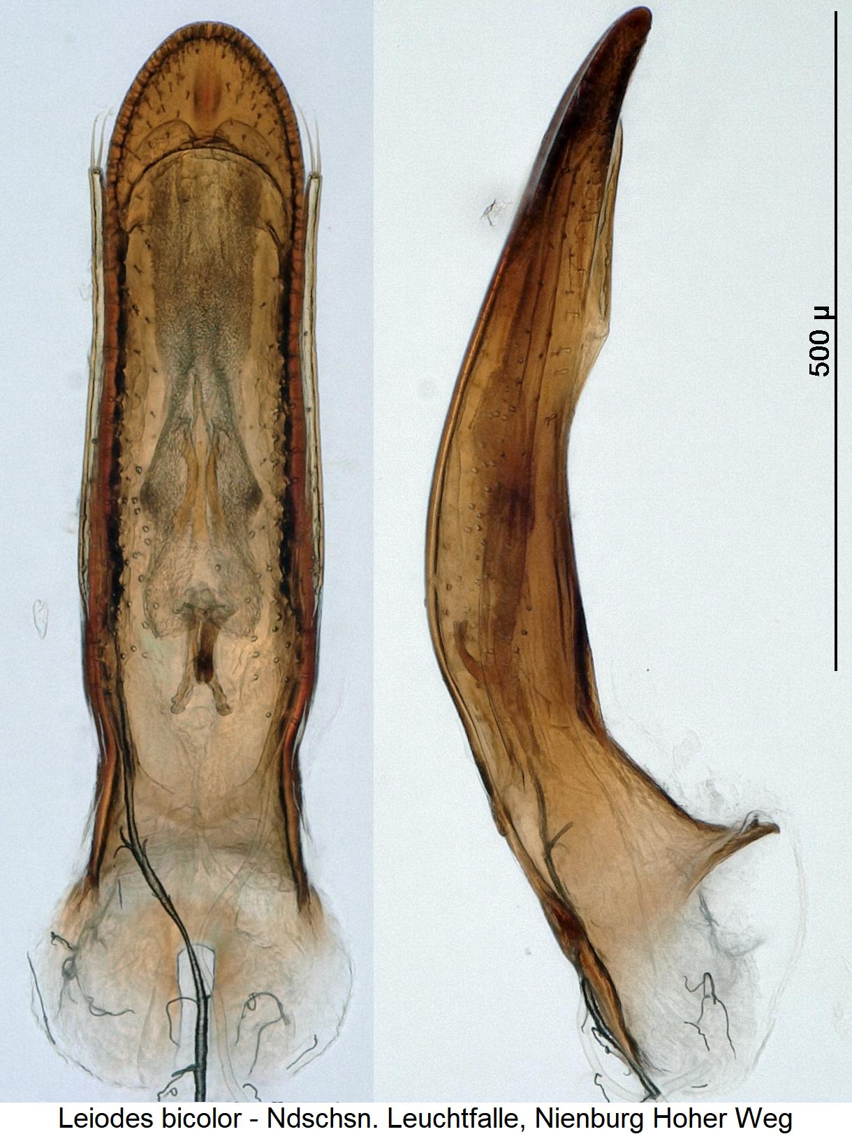 leiodes_bicolor6.jpg