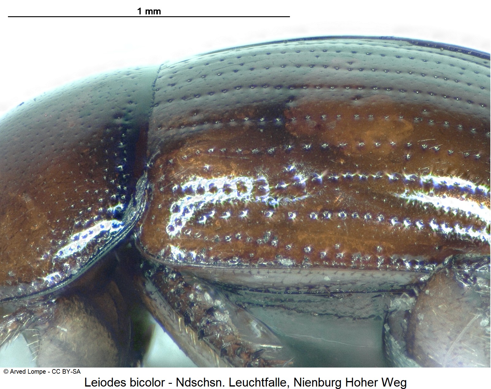leiodes_bicolor_ck33343173_sa.jpg