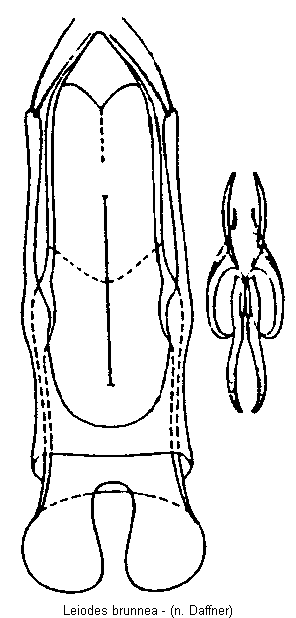 leiodes_brunnea.gif