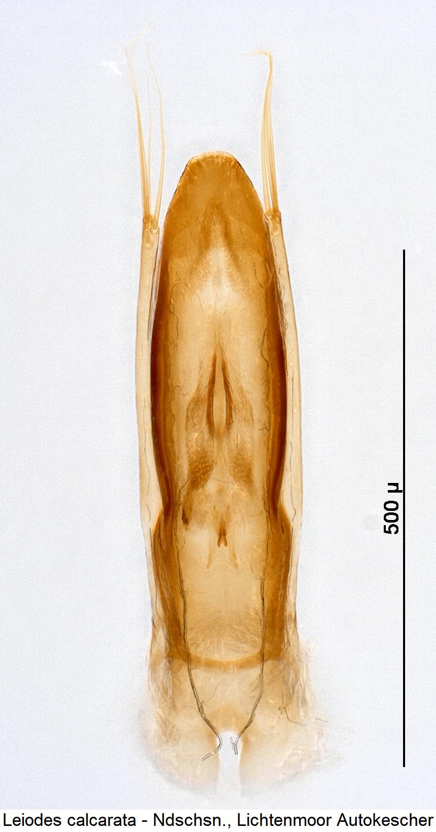 leiodes_calcarata1.jpg