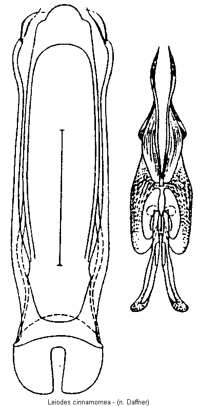 leiodes_cinnamomea.gif
