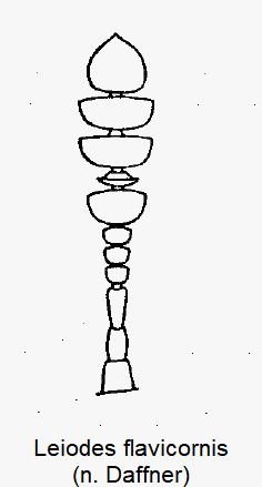 leiodes_flavicornis_f.gif