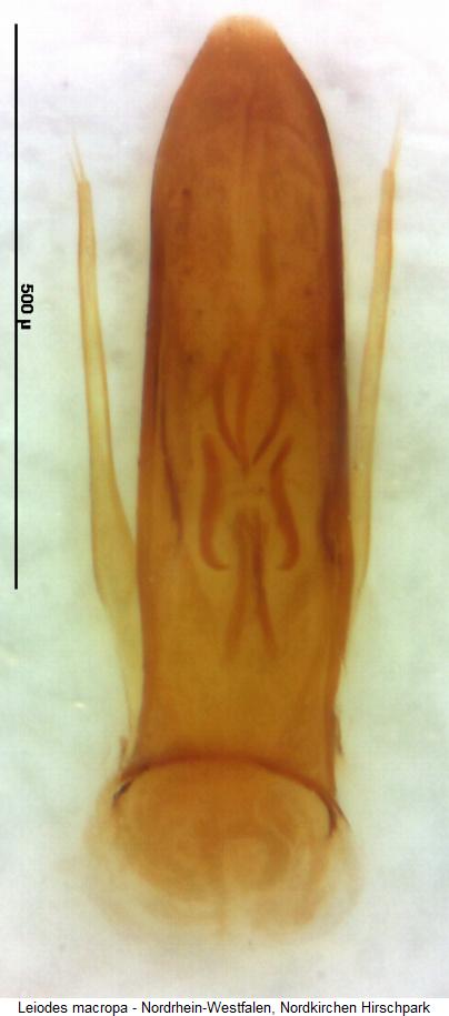 leiodes_macropa.jpg