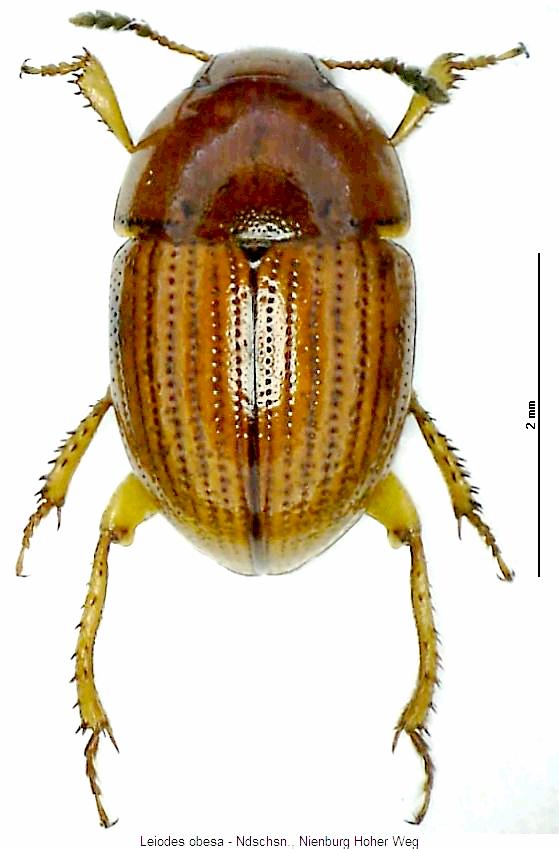 leiodes_obesa_hab.jpg