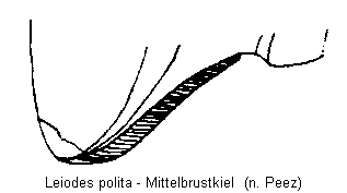 leiodes_polita_mbr.gif