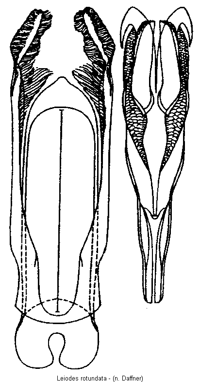 leiodes_rotundata.gif