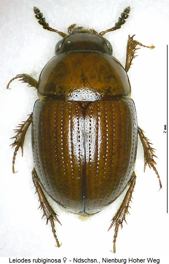 leiodes_rubiginosa_hab.jpg