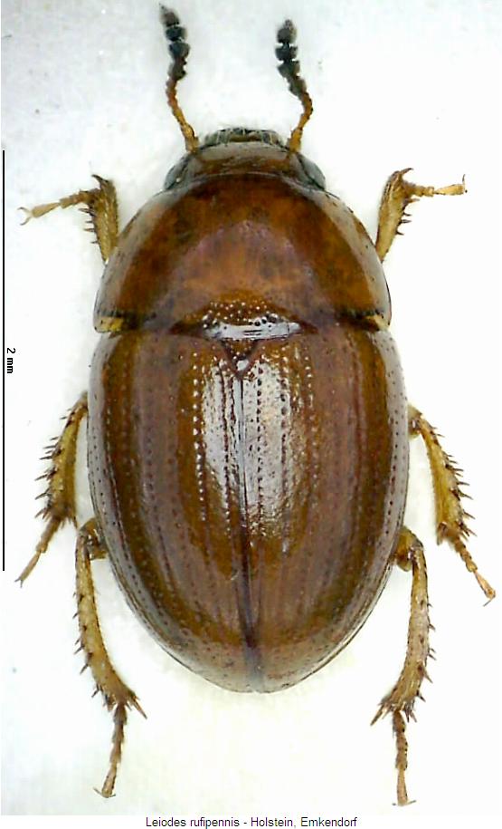 leiodes_rufipennis_hab.jpg