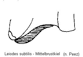 leiodes_subtilis_mbr.gif
