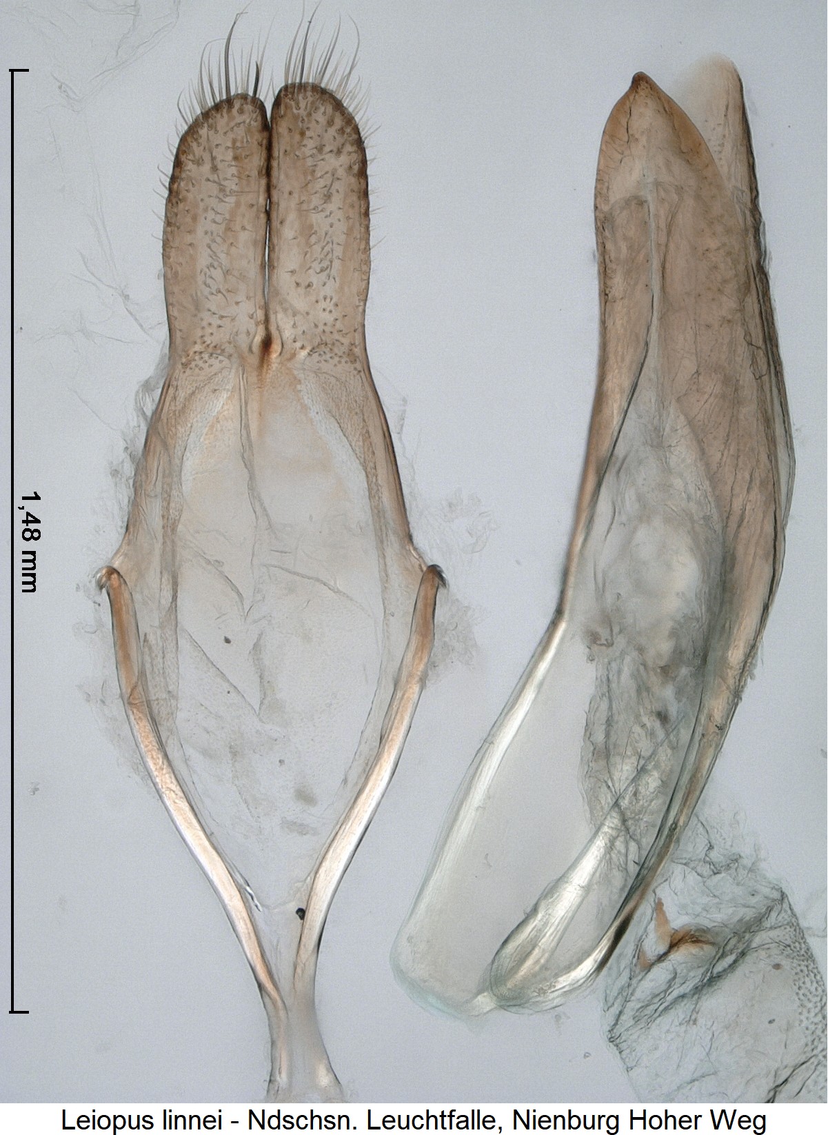 leiopus_linnei_ck36120317.jpg