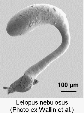 leiopus_nebulosus_sperm.gif