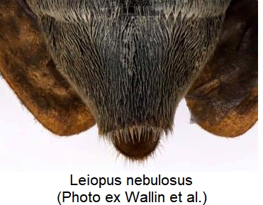 leiopus_nebulosus_sternit.jpg