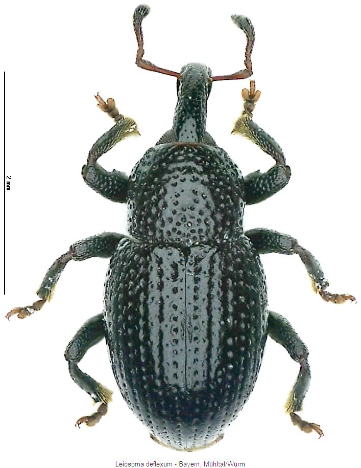 leiosoma_deflexum_hab.jpg